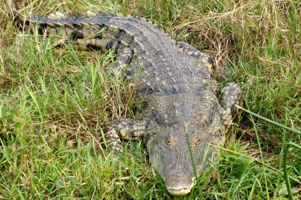 Croc close-up