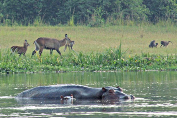 Water Buck female with baby, hippos and baboons