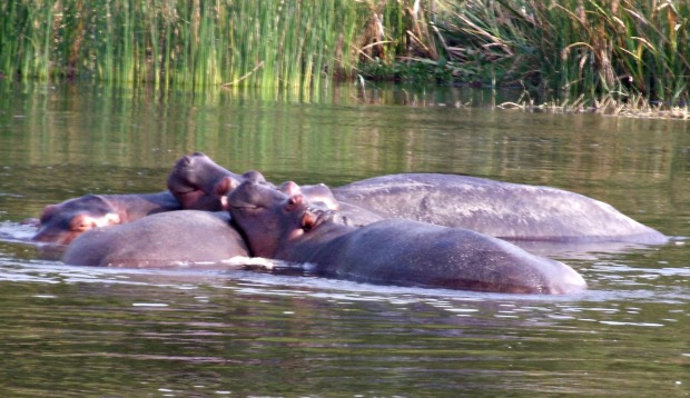 Resting hippos