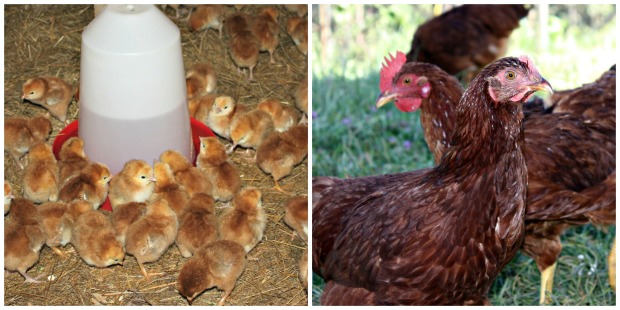 Chickens before and after
